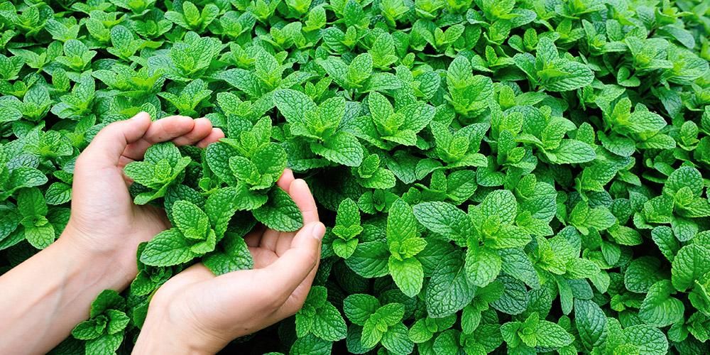 Manfaat Daun Mint untuk Kesehatan